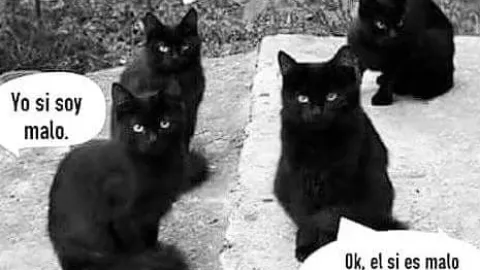 Memes de Gatos en su día internacional