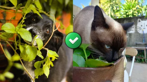 /especiales-azteca/5-plantas-de-interior-que-no-son-toxicas-para-las-mascotas