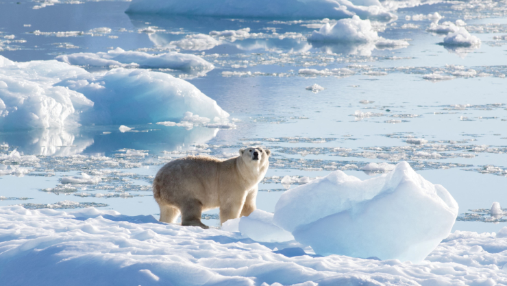 Oso polar en el Ártico.png