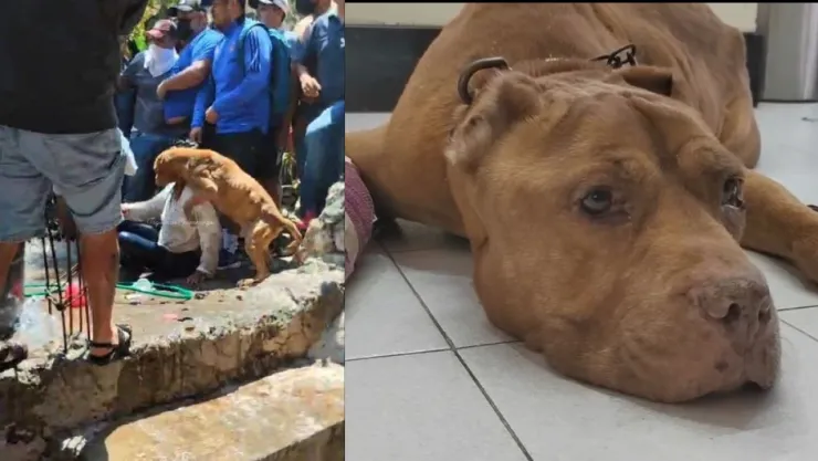Perrito de la presunta asesina de Camila es rescatado y puesto en adopción