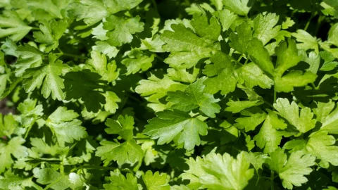 Este es el mejor truco para conservar el cilantro como nuevo por más días