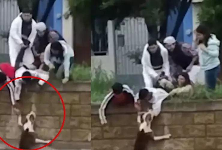 VIDEO Viral Rescatan a perrito atrapado en un río