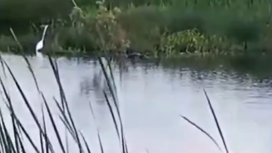 VIDEO ‘Pepe’, el cocodrilo regresa a Tonalá; así fue captado en la presa La Rusia