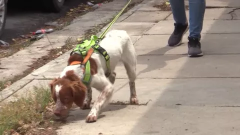 Conoce a ‘Manchas’, el perro cazador de agua en Saltillo, Coahuila
