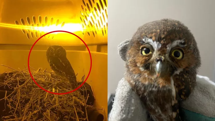 Rescate de ave duende, Mochuelo en Fraccionamiento Zakia, El Marqués, Querétaro