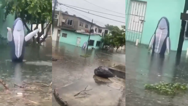 Hombre disfrazado de tiburón