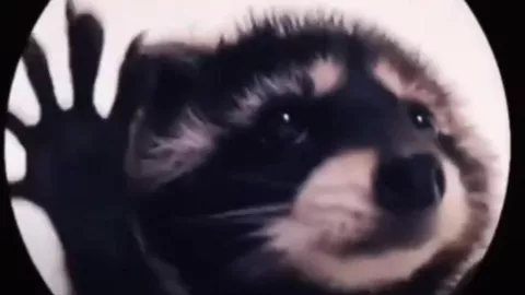 Sticker del Mapache Pedro en WhatsApp