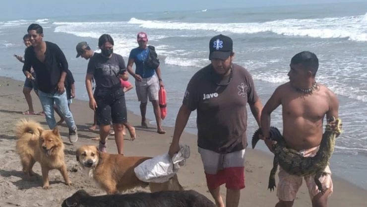 cocodrilo Veracruz bañistas.jpg