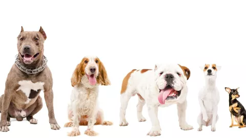 Raza de perro mas agresiva