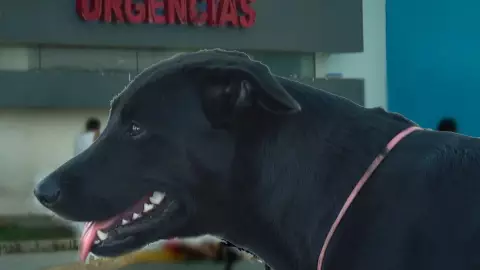 Perrita espera a su dueño desde hace tres meses en Hospital