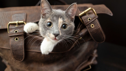 día internacional del gato 