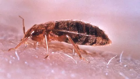 ¡Alerta en tu recámara! Así se reproducen las chinches en tus colchones y cómo evitarlo.jpg