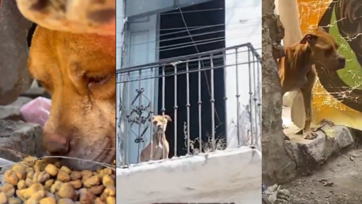 Perrito abandonado en casona del Centro Histórico de Puebla