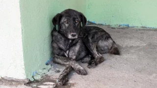 Maltrato animal Ciudad Juárez.png