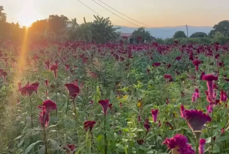 FLOR DE CEMPASÚCHIL EN PELIGRO POR SEQUÍAS