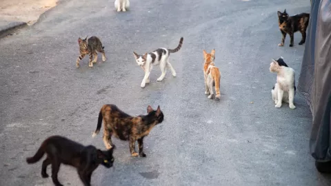 Miles de gatos han muerto a causa del coronavirus felino