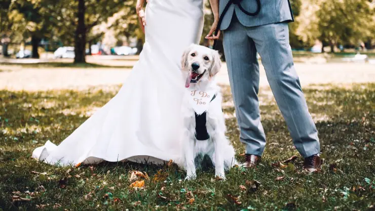 Novios dan invitación de boda que permite llevar mascotas