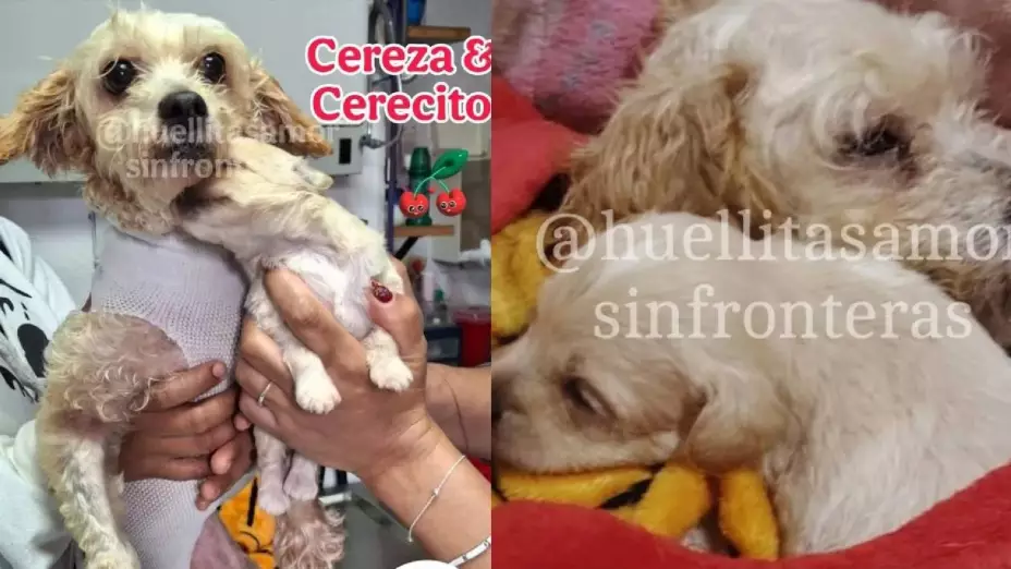 Cereza y Cerecito son dados de alta tras explosión en Iztapalapa ¡Ya encontraron familia!