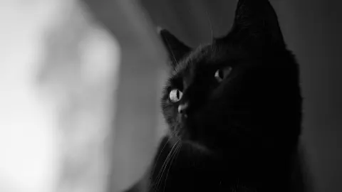 no debes dar gatos negros en halloween