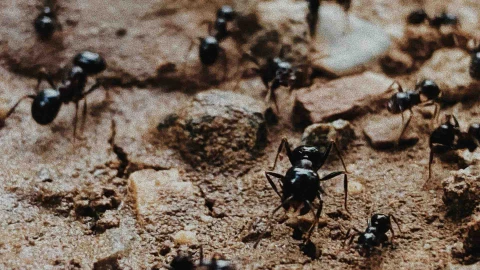 feng-shui-esto-dice-sobre-plagas-hormigas-casa