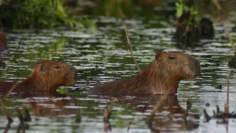 ¿Se quedarán para siempre los capibaras en Aguascalientes Esto se sabe