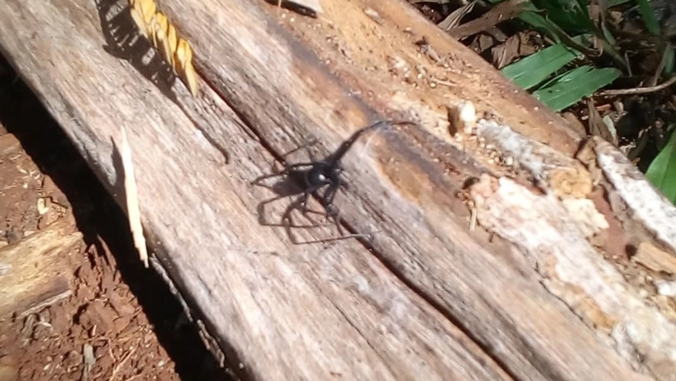 Nuevo avistamiento de arañas viuda negra en Yucatán, ahora en Tilohop