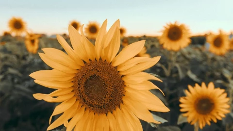 girasoles abejas Oaxaca
