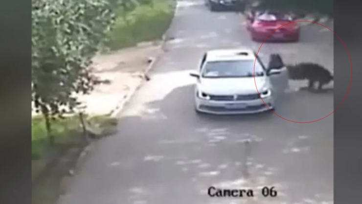 VIDEO Un tigre mata a una mujer en un safari en China; ella bajó del auto