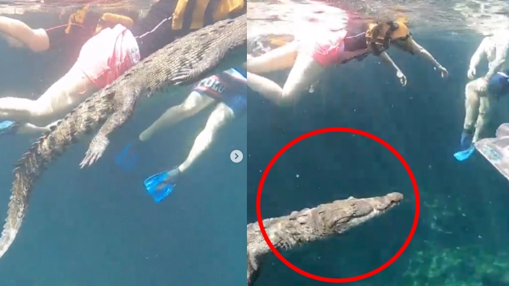 Encuentro cercano con cocodrilo en el Cenote Manatí se vuelve tendencia mundial