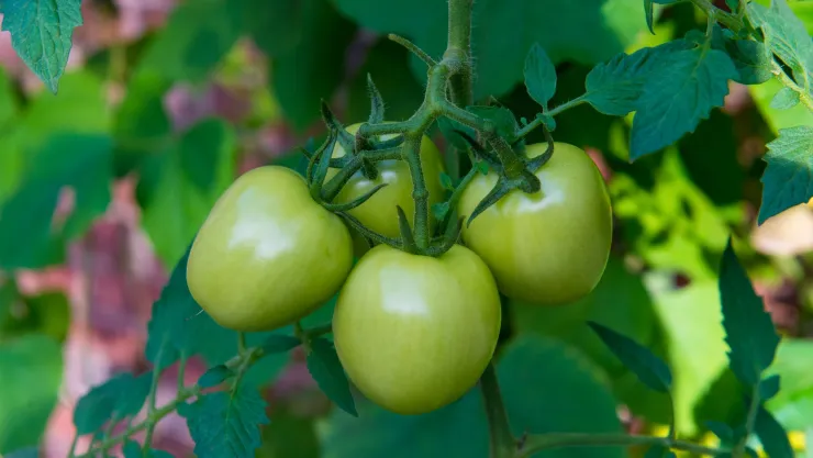 ¿Cuál es la fruta de temporada que alivia el dolor de oído?