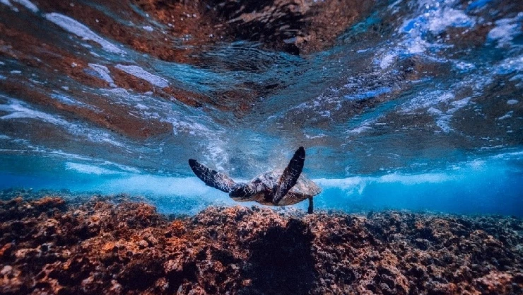 UNESCO vida marina calentamiento global.jpg