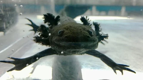 Cómo adoptar un ajolote: UNAM