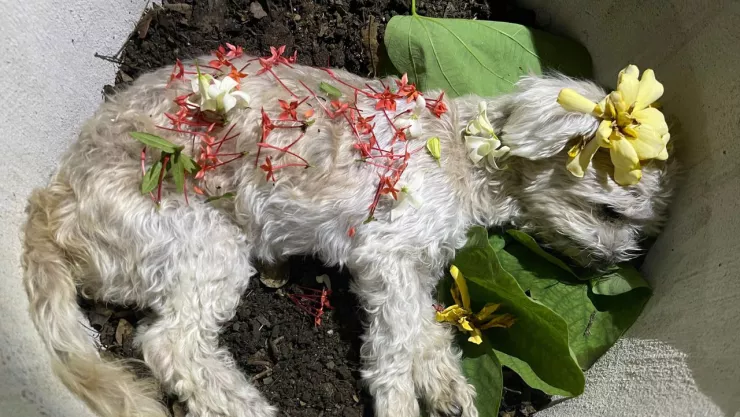 Caso de la perrita Moni en CDMX