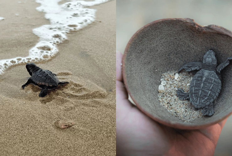 Los mejores 3 Pueblos Mágicos para ver el avistamiento de tortugas, según la IA.png