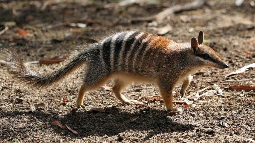 gatos, peligro de extinción, especies 2.jpg