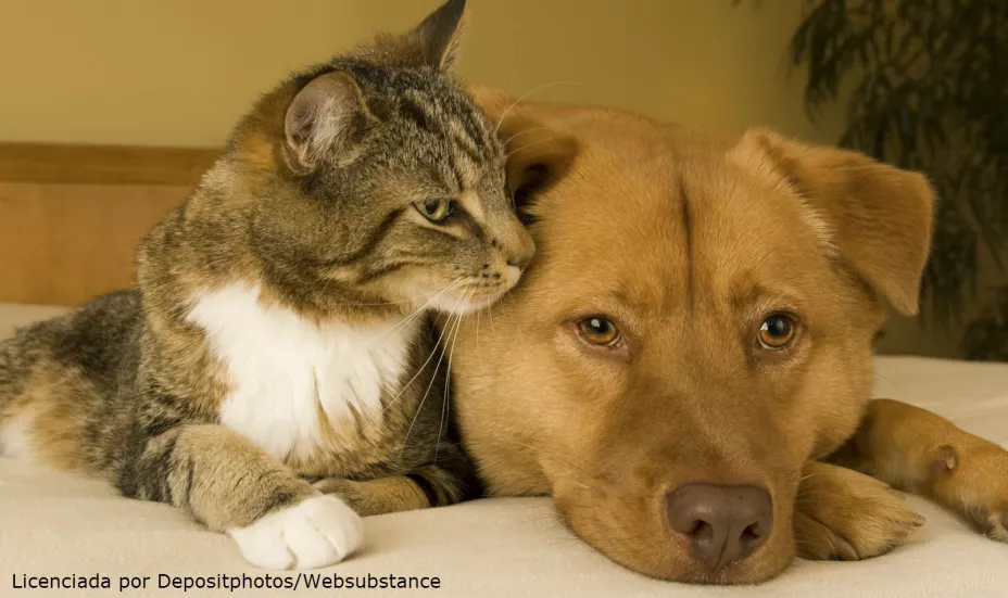 Gato y perro