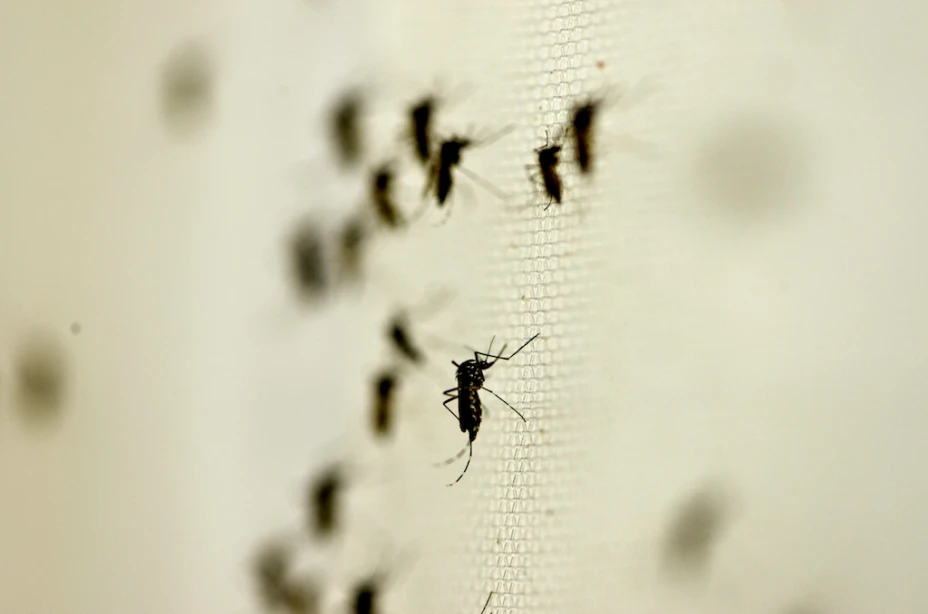 Mosquito