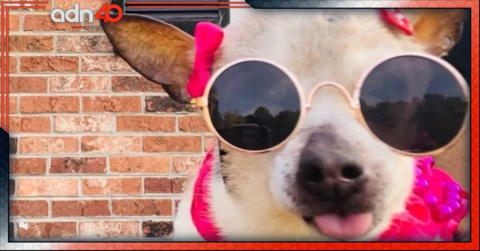 Murió Pebbles, la perrita más longeva del mundo
