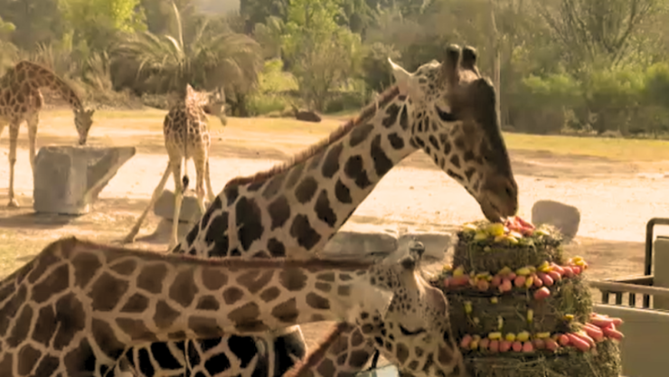 Dos jirafas comiendo un tipo pastel de plantas y frutas