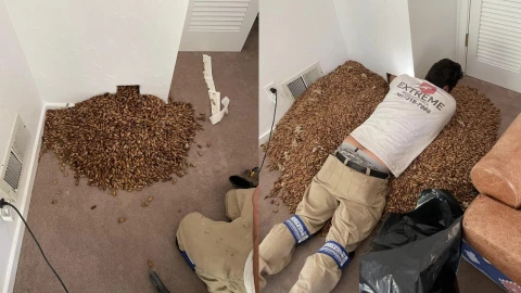 ¡Insólito! Hombre se sorprende por lo que encontró en una casa