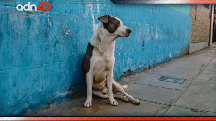 perrito abandonado.jpg