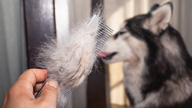 /mascotas/veterinarios-esta-es-razon-se-le-cae-pelo-perro