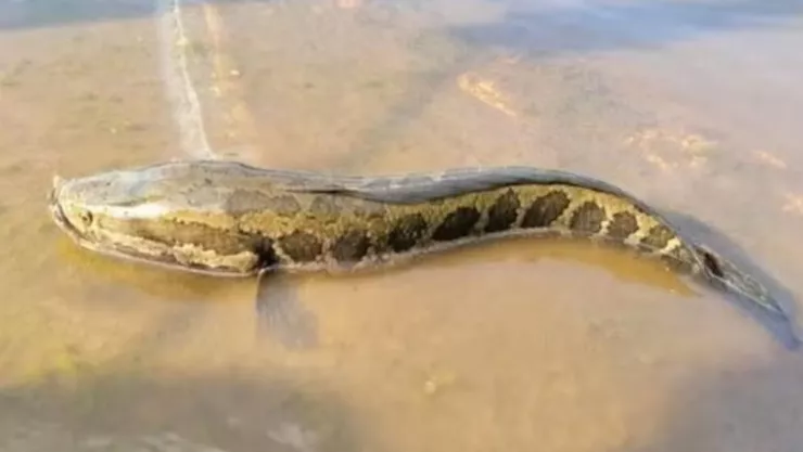 ¿Por qué es peligroso el pez cabeza de serpiente y en qué lugares habita