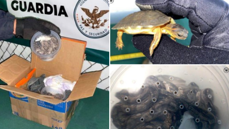 BOAS-TORTUGAS.png
