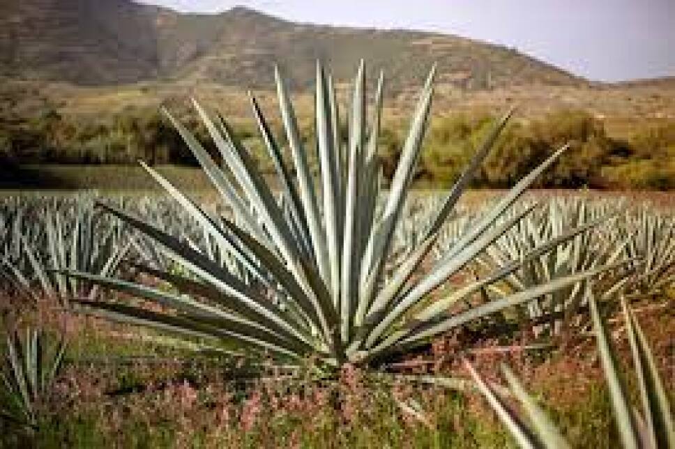 Agave Azul - tipos de destilados de tequila