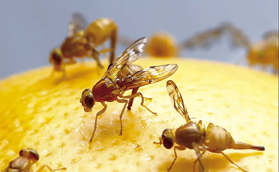 CASTRO2-Female_Mexican_fruit_fly---Archivo.jpg