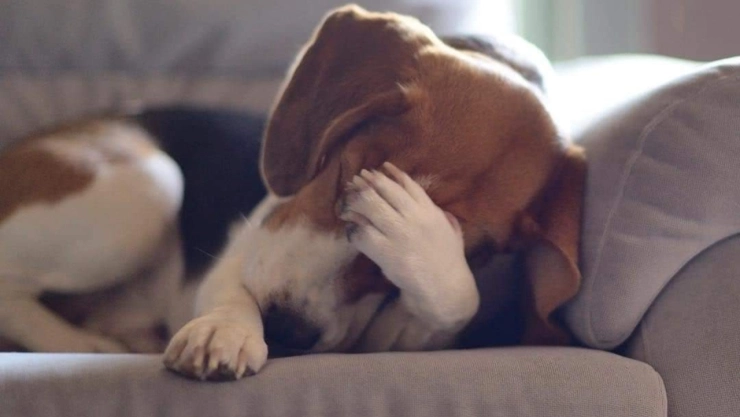 ¿Cuánto debe comer mi perro beagle?