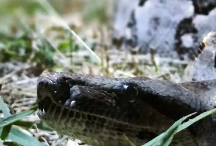 PORTADA boa Mérida.jpg