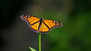 Liberarán mariposas en Cuernavaca.
