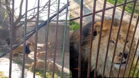 Leones atacan a hombre en Ocoyoacac, Edomex